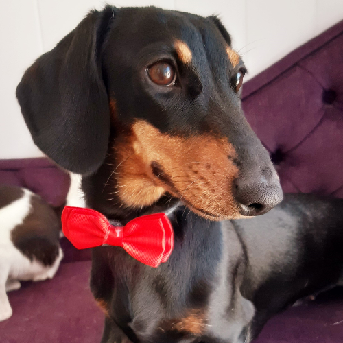 wire haired dachshund phoenix